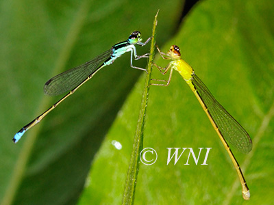 Tiny Forktail (Ischnura capreolus)